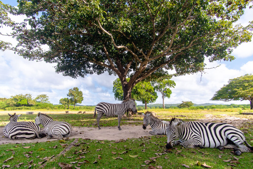 Calauit Safari Park