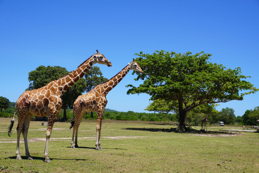 Calauit Safari Park Coron