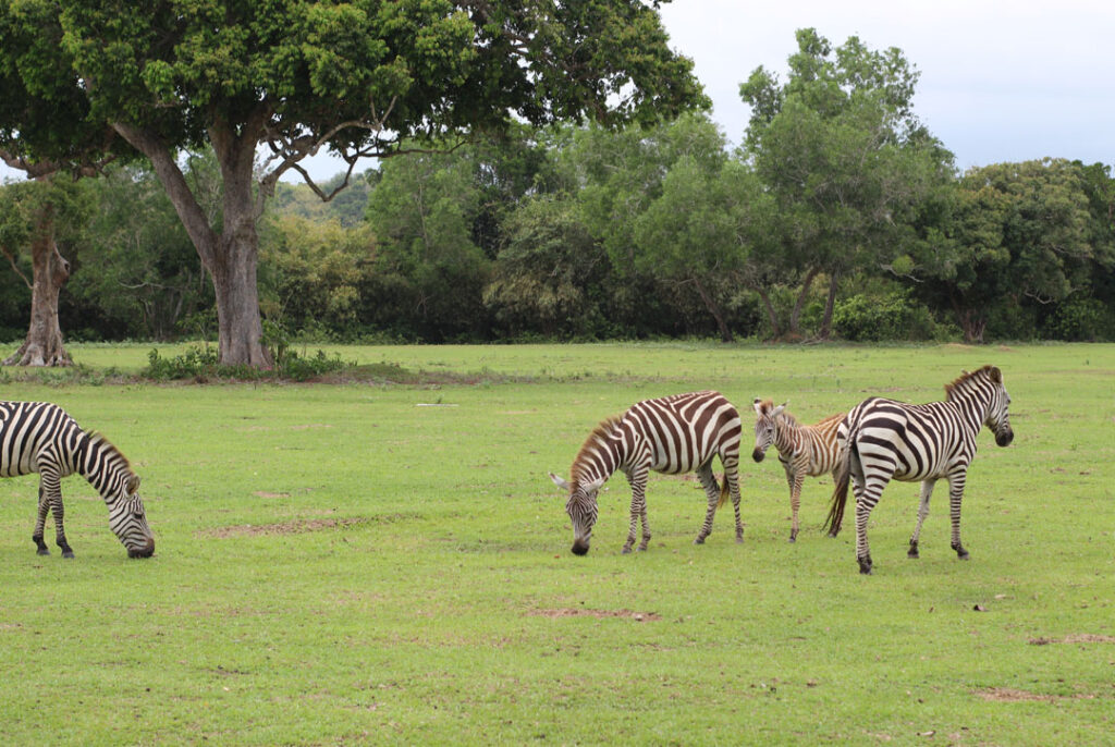 Calauit Safari Park Tour